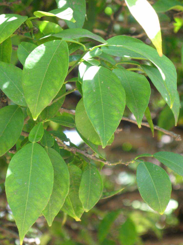              Shade leaves (Riverside, CA)       